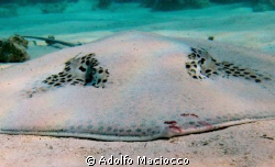 Dark Spotted Stingray-
Temple-
Sharm el Sheikh by Adolfo Maciocco 